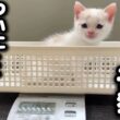 未熟児で育児放棄された子猫の感動の瞬間