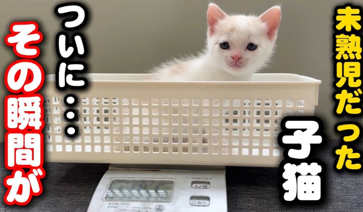 未熟児で育児放棄された子猫の感動の瞬間