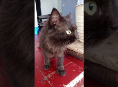 Si Hitam Melamun: Tatapan Mata Melotot yang Bikin Gemes"#fau_chan  #kucinghitam