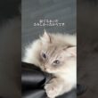 【タゴサク構文】いれぶんの思っていること。 #cat #サイベリアン #ネヴァマスカレード #猫 #shorts