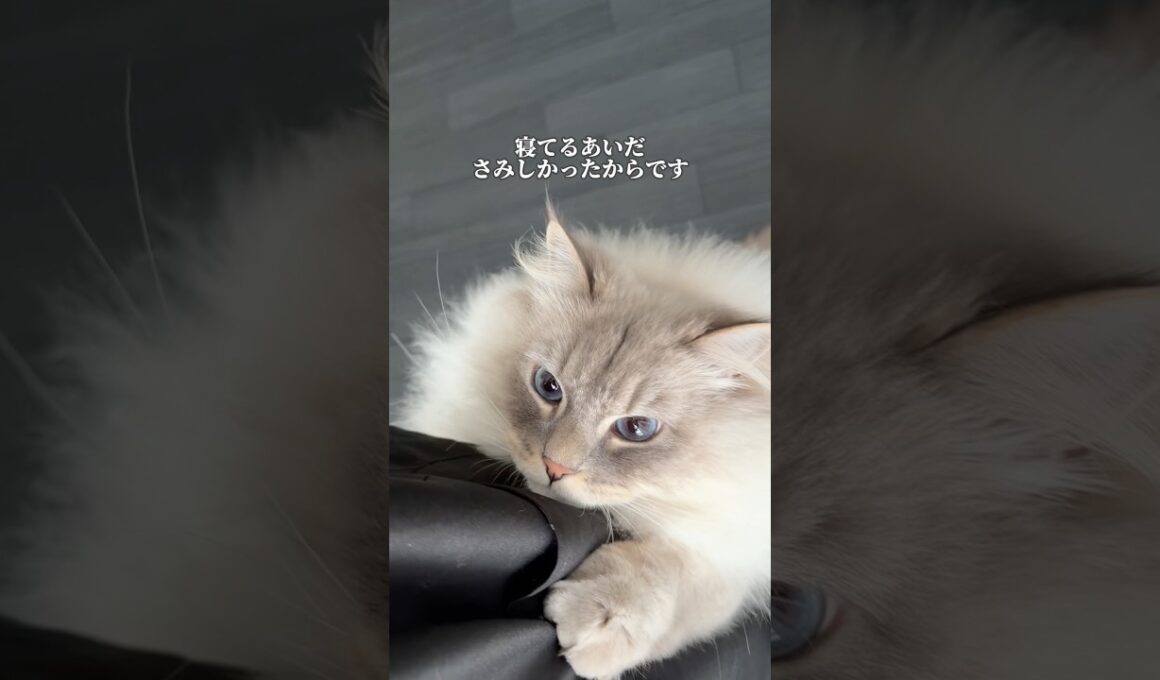 【タゴサク構文】いれぶんの思っていること。 #cat #サイベリアン #ネヴァマスカレード #猫 #shorts