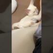 ...ﾎﾟﾌｯ ...ﾊﾟﾝｯ