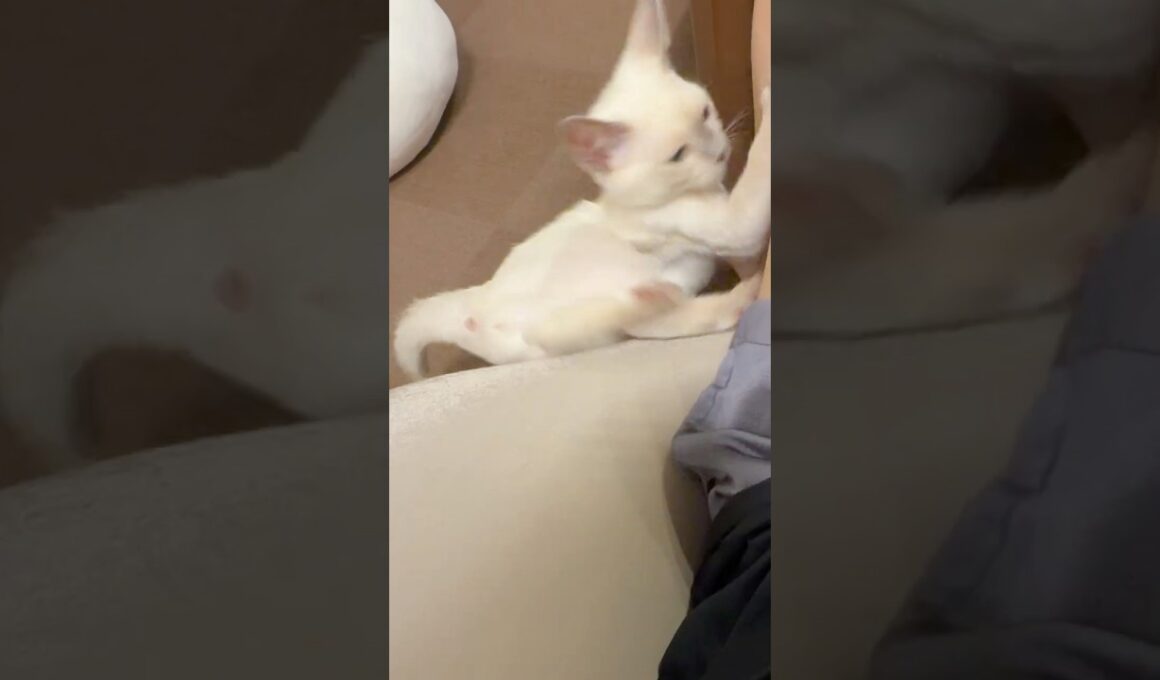 ...ﾎﾟﾌｯ ...ﾊﾟﾝｯ