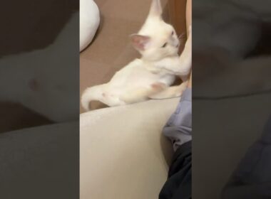 ...ﾎﾟﾌｯ ...ﾊﾟﾝｯ