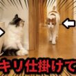 面白すぎｗｗｗ猫が猫にドッキリを仕掛けまくってました（笑
