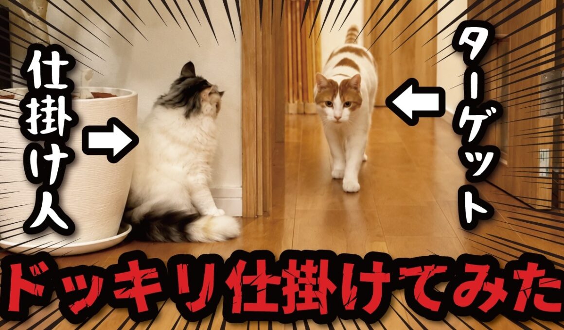 面白すぎｗｗｗ猫が猫にドッキリを仕掛けまくってました（笑