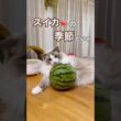 今年もスイカの季節がやってきた🍉😆💕#ラグドール #猫好きさんと繋がりたい #猫のいる暮らし #ねこ動画