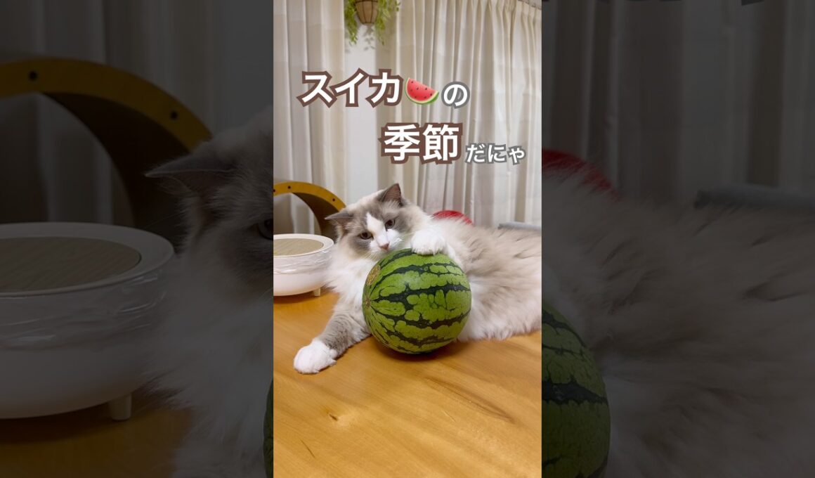 今年もスイカの季節がやってきた🍉😆💕#ラグドール #猫好きさんと繋がりたい #猫のいる暮らし #ねこ動画