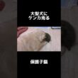 【大型犬5匹】保護子猫が選んだ遊び相手は… #shorts