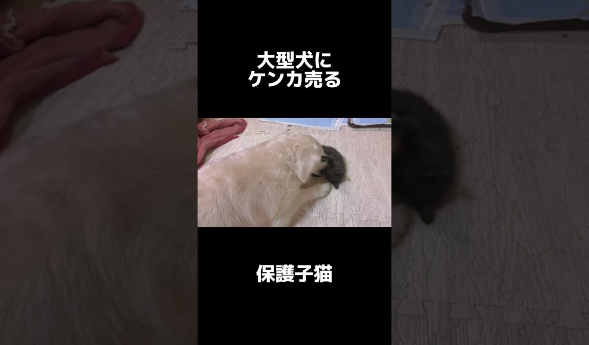 【大型犬5匹】保護子猫が選んだ遊び相手は… #shorts