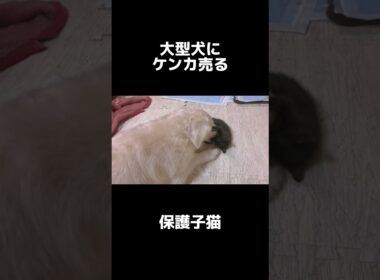 【大型犬5匹】保護子猫が選んだ遊び相手は… #shorts