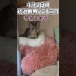 ハルのFIP闘病記 投薬治療終了! 経過観察228日目 #shorts #猫 #子猫