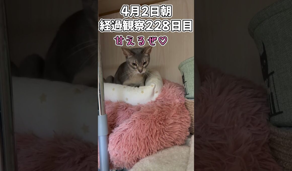 ハルのFIP闘病記 投薬治療終了! 経過観察228日目 #shorts #猫 #子猫