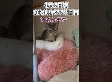 ハルのFIP闘病記 投薬治療終了! 経過観察228日目 #shorts #猫 #子猫