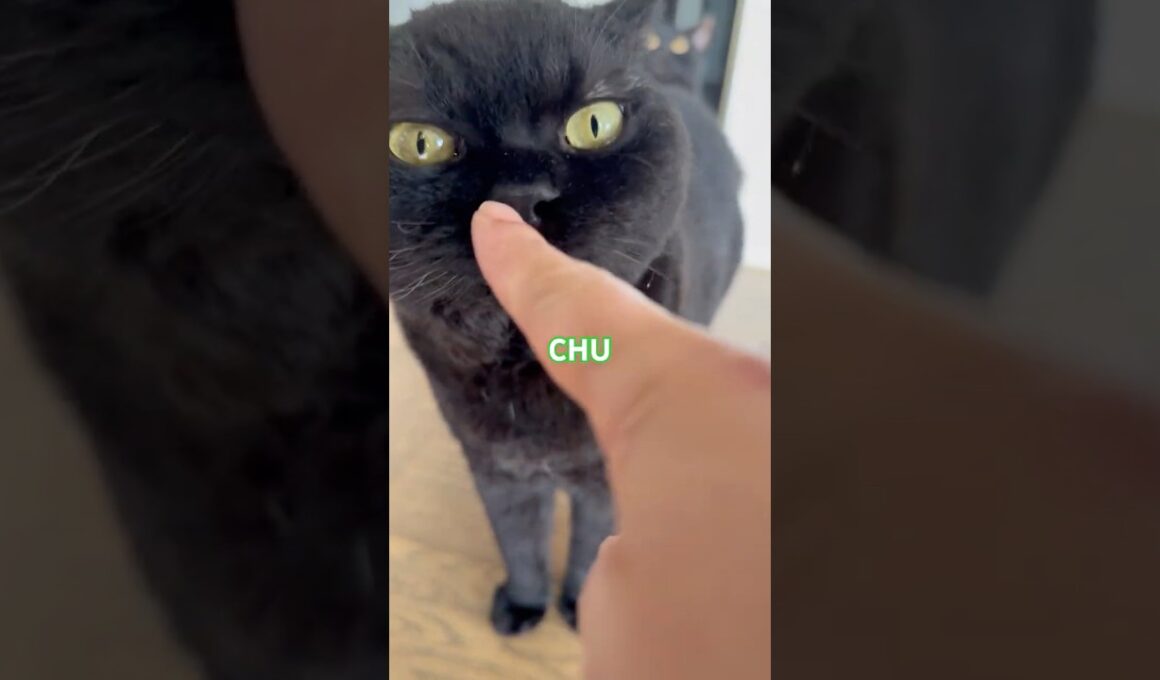 朝のご挨拶 #cat #にゃんグラム #猫のいる暮らし #セルカークレックス #ブリティッシュショートヘア #cat #ボンベイ #黒猫