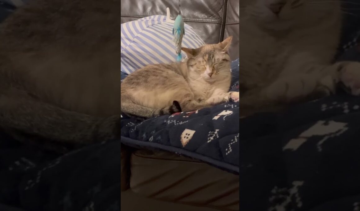 無視する猫 #保護猫 #シャムミックス #cat #ねこ #猫のいる暮らし #shorts