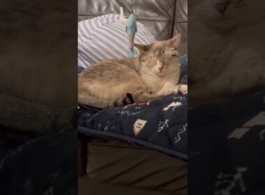 無視する猫 #保護猫 #シャムミックス #cat #ねこ #猫のいる暮らし #shorts