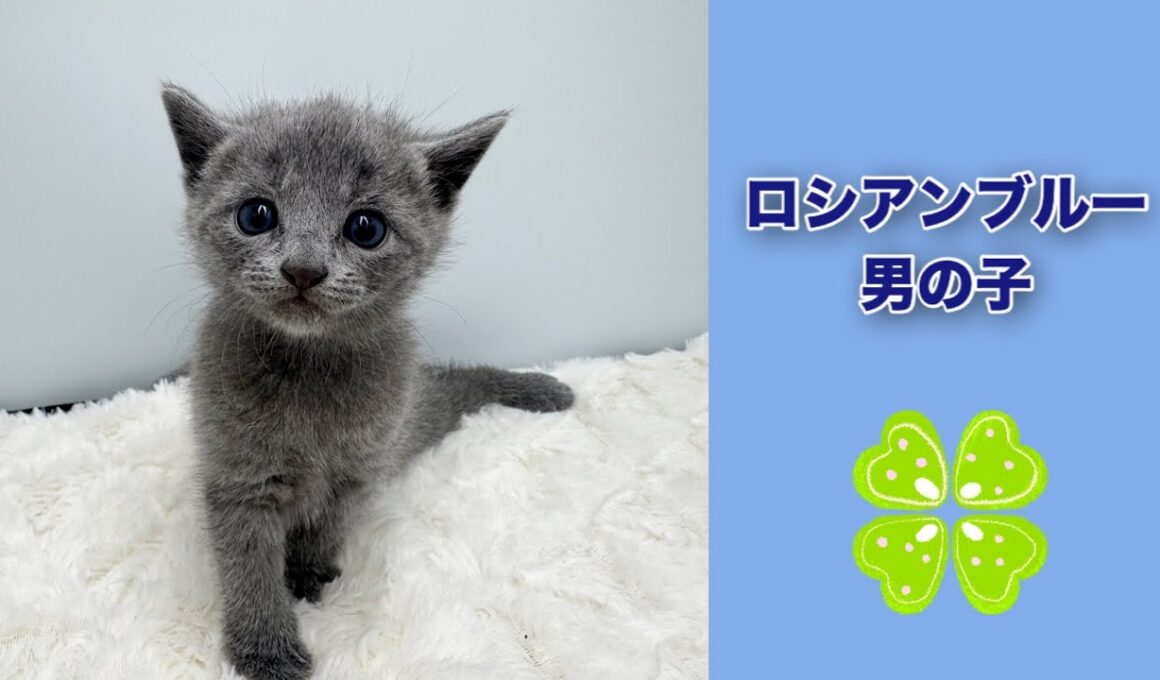 ロシアンブルー子猫/元気いっぱい男の子