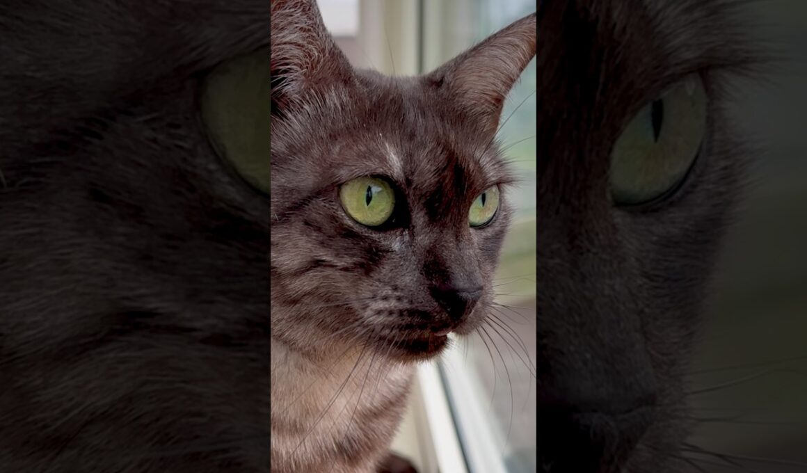 【庭の雀たちに翻弄される猫】早朝の窓辺で騒がしい雀たちをにゃるそっく✨自由気ままに飛び回るのでちょっと腰が引けてます。#egyptianmaucat #窓辺の猫 #エジプシャンマウ #shorts