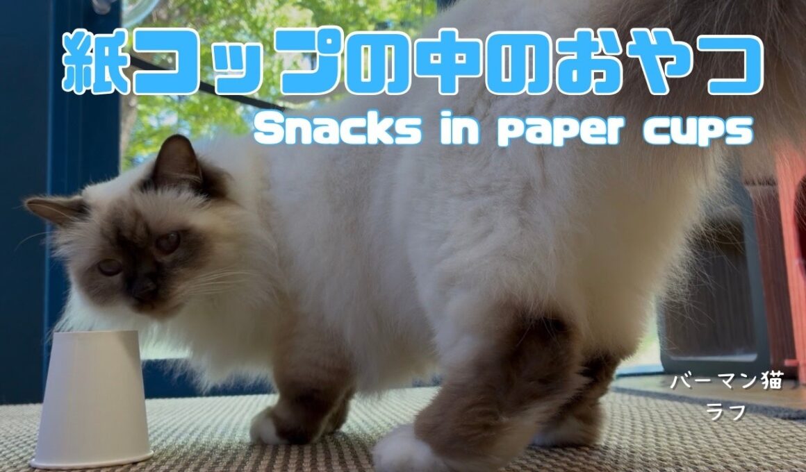 バーマン猫ラフ【紙コップの中のおやつ】Snacks in paper cups（バーマン猫）Birman/Cat