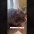 鑑賞中 #ねこ動画 #アメリカンカール