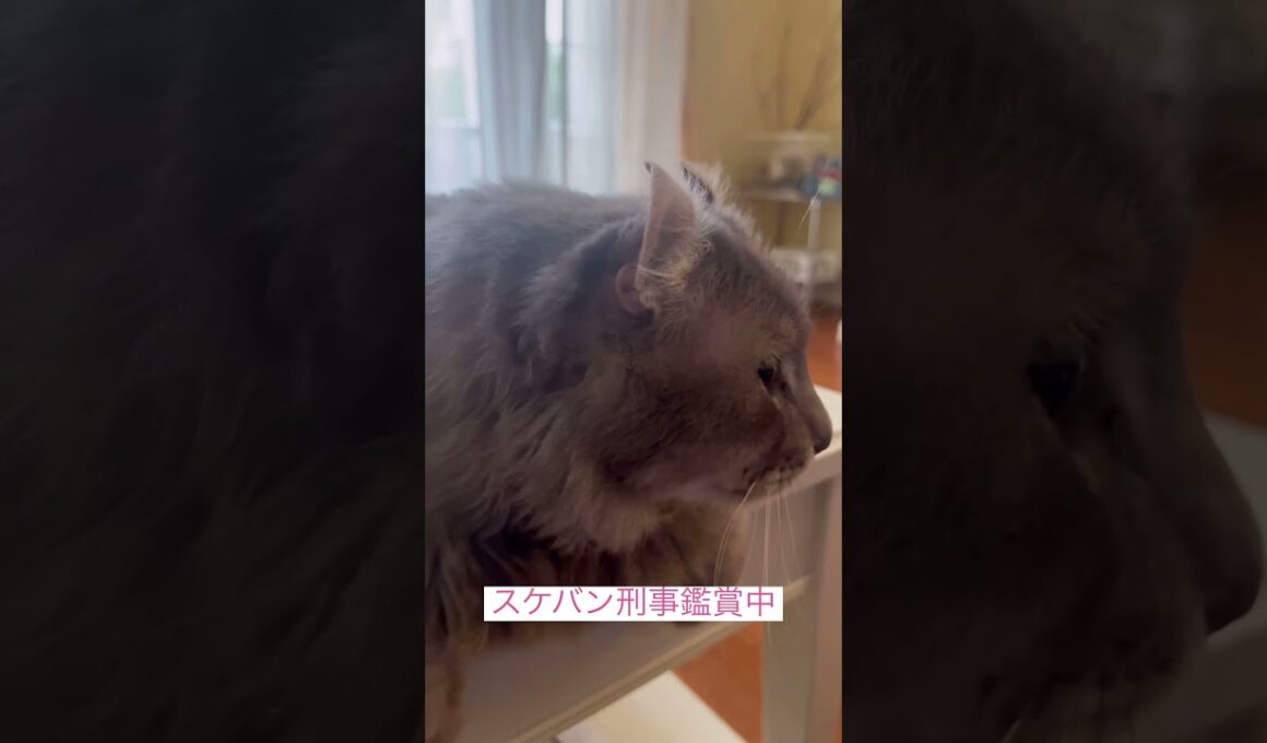 鑑賞中 #ねこ動画 #アメリカンカール