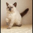 セルカークレックス子猫　Selkirk Rex　2025.12.16産まれ　　ブルーポイント　巻き毛　女の子　シーダキャット猫のお店