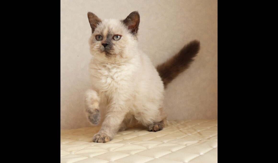 セルカークレックス子猫　Selkirk Rex　2025.12.16産まれ　　ブルーポイント　巻き毛　女の子　シーダキャット猫のお店
