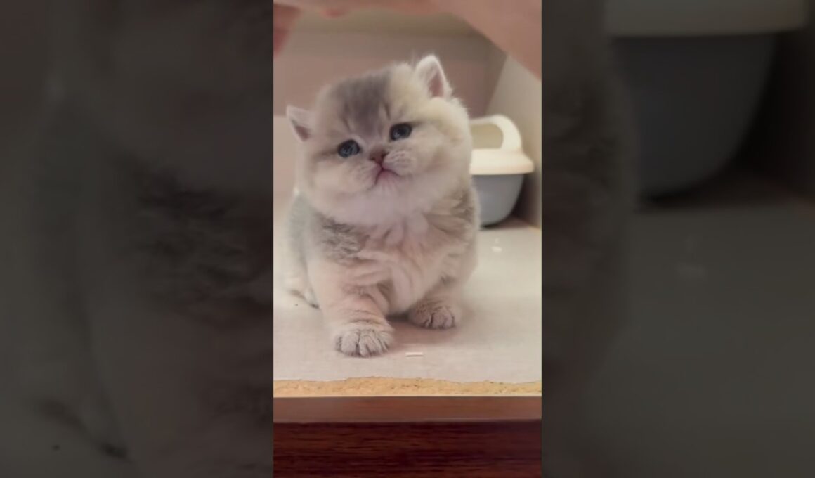 "다리가 아예 없다고?!" 다리 길이 3cm, 웰시코기보다 숏다리인 역대급 반전 고양이의 비밀