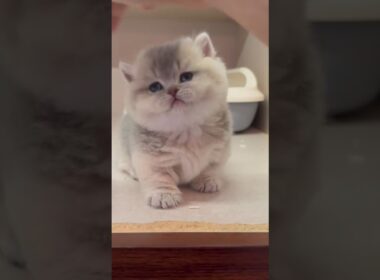"다리가 아예 없다고?!" 다리 길이 3cm, 웰시코기보다 숏다리인 역대급 반전 고양이의 비밀