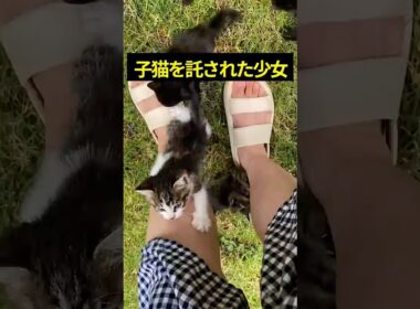 助けを求めて駆け寄ってきた子猫を保護したら... #shorts