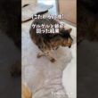 寝床にこだわる23歳仙人猫、クルクル回って最終的に着地した場所が尊すぎる#猫 #老猫 #23歳猫 #ご長寿猫 #ココ爺 #さるお #多頭飼い #猫のいる暮らし  #癒し動画 #catshorts