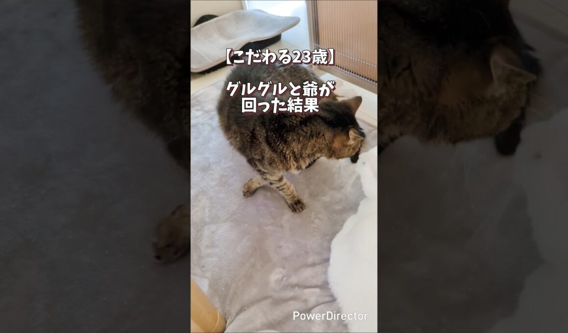 寝床にこだわる23歳仙人猫、クルクル回って最終的に着地した場所が尊すぎる#猫 #老猫 #23歳猫 #ご長寿猫 #ココ爺 #さるお #多頭飼い #猫のいる暮らし  #癒し動画 #catshorts
