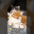 🐱🐱子猫たちの珍妙猫団子   #cat #kitten #猫 #子猫 #ねこ #こねこ #shorts  #猫のいる暮らし