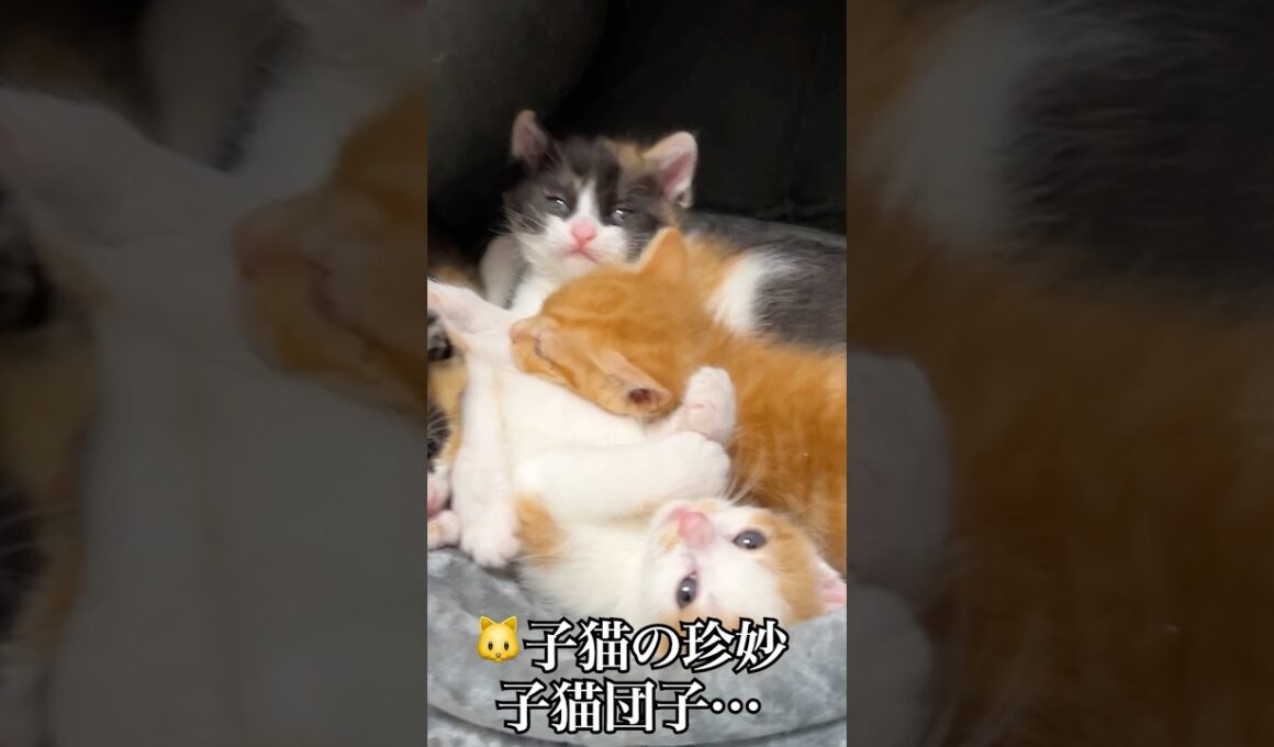 🐱🐱子猫たちの珍妙猫団子   #cat #kitten #猫 #子猫 #ねこ #こねこ #shorts  #猫のいる暮らし