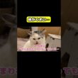 体がくさい… #猫 #おもしろ #アテレコ #ニャンチューバーつくし