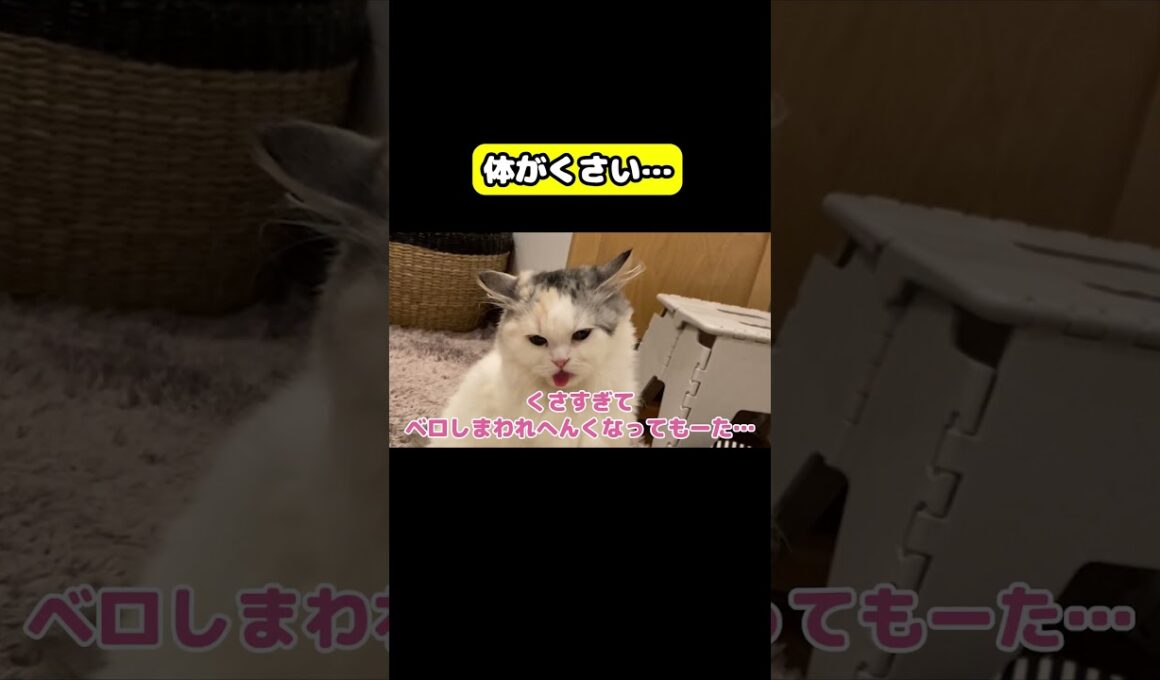体がくさい… #猫 #おもしろ #アテレコ #ニャンチューバーつくし