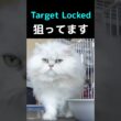 【神ジャンプ】穴にスポッ！ペルシャ猫ぎんちゃんの華麗な挑戦#ペルシャ猫 #猫 #猫動画 #猫ショート #可愛い猫 #癒し #ふわもこ猫 #猫好き #ぎんちゃん #キャットタワー