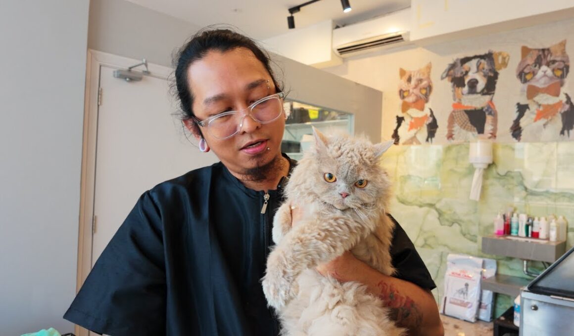 Selkirk Rex Suki (Kumi's Sister)🧡