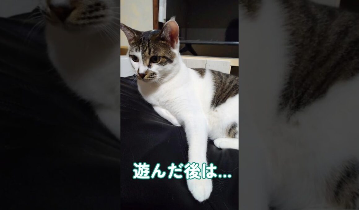 アゴ下がお好きでしょ？ #保護猫 #cat