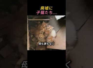 廃墟に取り残された子猫たち…戻ってみたら「母さん」がいた