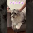 朝、少年を見送る大型猫#shorts