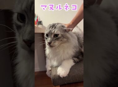 朝、少年を見送る大型猫#shorts