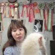 【サイベリアンの子猫ご紹介ライブ　】
