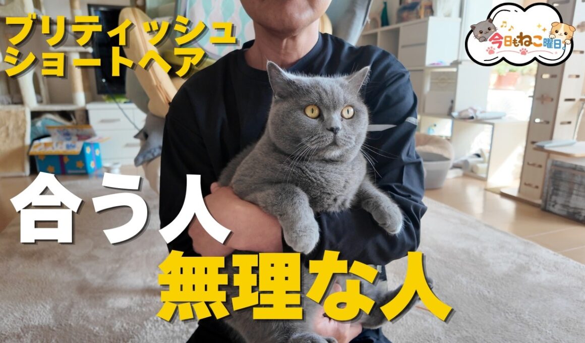 ブリティッシュショートヘア飼いやすい人と向いてない人