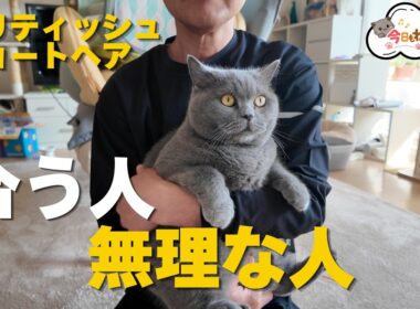 ブリティッシュショートヘア飼いやすい人と向いてない人
