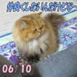 緊張するペルシャ猫ひとみ。姪っ子ちゃんと仲良くしたいけどね　Persian cat Hitomi's days　2026/06/10