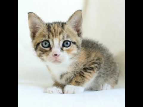 #shorts Cute BABY CATS #catlovers#awwanimals