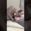 妹猫アレクサのお世話をする兄猫スルタン【スフィンクス】