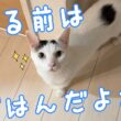 最近の寝る時間の猫たちはこんな感じです！